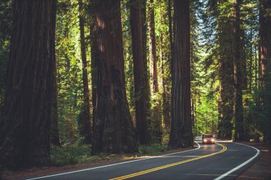 Northern California Famous Redwood Highway. Summer Woodland Scenery. clipart
