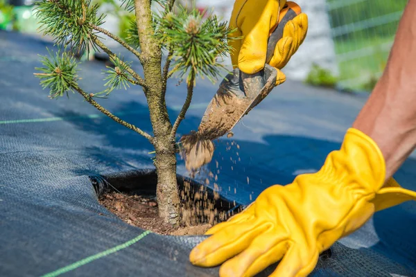 园林绿化过程中 种植针叶树的过程 园艺师佩戴黄色安全手套 用他的园艺球茎为新种植的植物增添了更多的土壤 — 图库照片