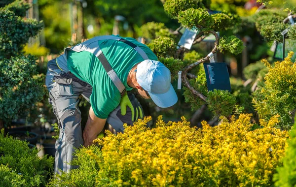 프로페셔널 캅카스 산책로 Professional Caucasian Landscaper 프로젝트를 식물을 고르는 풍경화와 — 스톡 사진