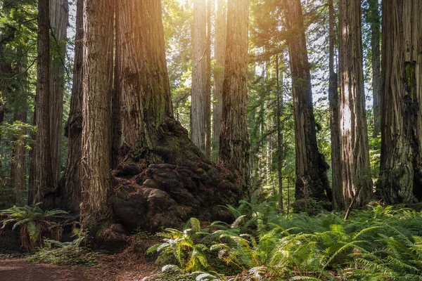 信じられないほどの古い成長レッドウッドの森夏の風景 アメリカ合衆国カリフォルニア州クレセントシティ サニーウッドランド — ストック写真