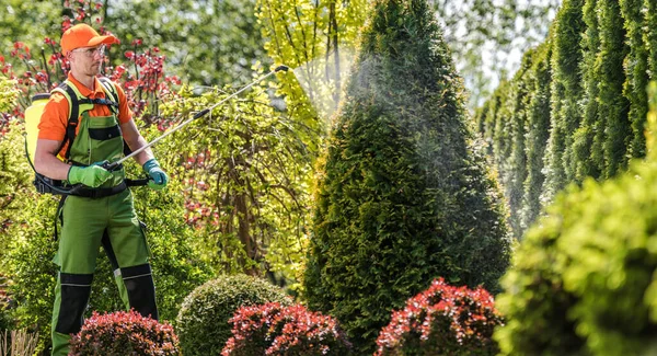 프로페셔널 가드너 Professional Gardener Pest Control Spraying 식물의 건강을 유지한다 — 스톡 사진