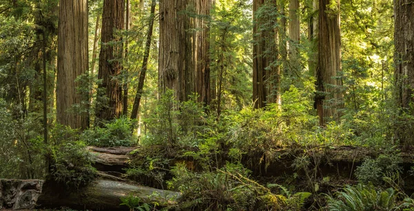 Scénická Slunečné Odpoledne Starověkém Redwood Forest Panoramatický Formát Severní Kalifornská — Stock fotografie