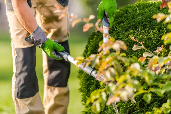 Gardener Memakai Pakaian Kerja Dan Perlindungan Gloves Memangkas Evergreen Tanaman — Stok Foto