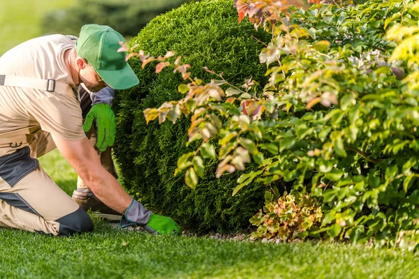 Kaukasische Tuinman Die Tuinplanten Maakt Gezondheidscontrole Die Conditie Van Bodem — Stockfoto