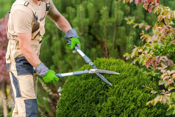 Garden Maintenance Work. Male Caucasian Gardener Taking Care of Shrubs Appearance Using Professional Garden Scissors