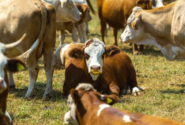 Cows Herd on an Alpine Farm Grass Field. Farming Industry Theme.
