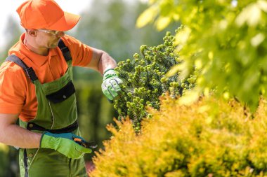 Kafkas Bahçıvanı Pinaceae Abies Balsamea Ağacı 'na bakıyor Küçük Bitki Budama Makası kullanıyor. Bahçe düzenleyicisi Bahçe Bakımı ve Bakım TemasıName.