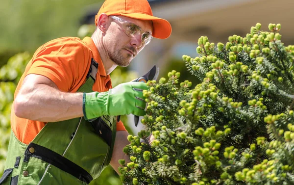 Closeup Caucasian Male Gardener His 40S Concentrated His Job Pruning — Fotografia de Stock