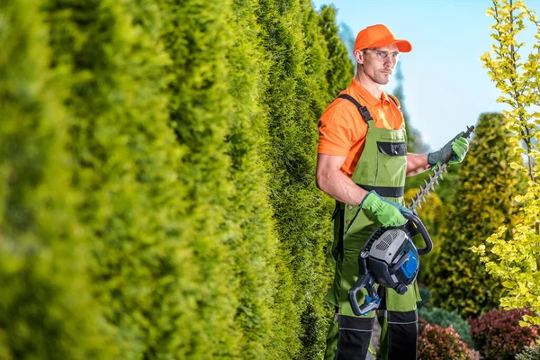 Caucasian Male Gardener Proudly Standing Front Shrub Wall Garden Keeping — 스톡 사진