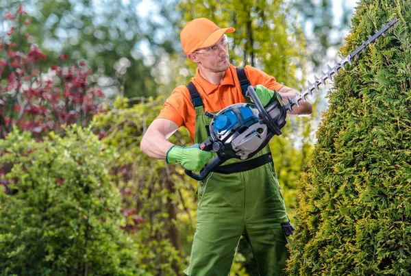 Professional Landscape Gardener Wearing Protective Work Cloths Shaping Thuja Tree — Stockfoto