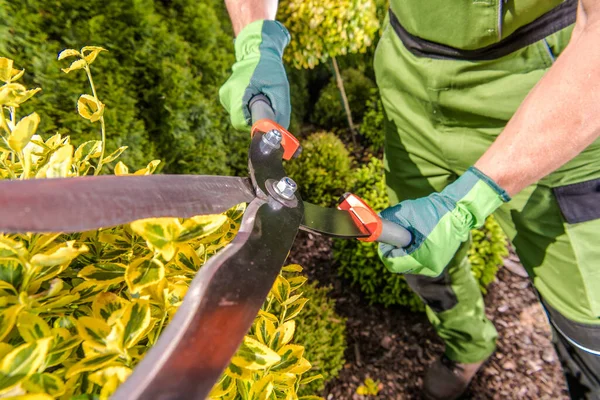 Aerial View Closeup Professional Gardening Tool Hedge Shears Steel Wavy — Stockfoto