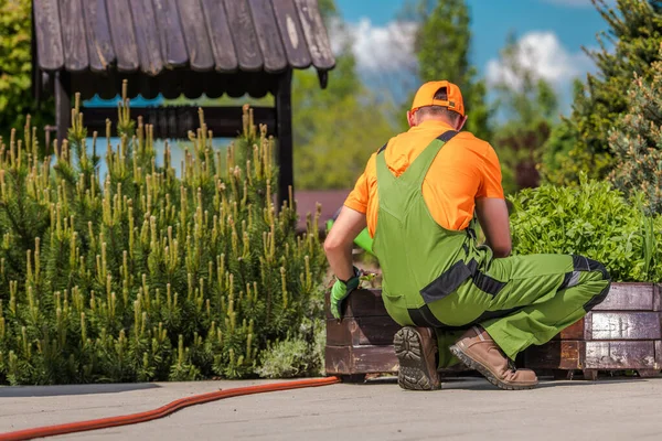 Rear View Caucasian Male Gardener Green Work Uniform Setting Flower — 스톡 사진