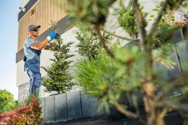 Professional Caucasian Landscaper and Gardener in His 40s Planting Large Spruce Trees in a Residential Garden. 