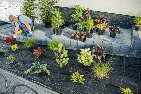 Gardener Planting Decorative Trees Residential Driveway Landscaping Gardening Industry Theme — Stockfoto