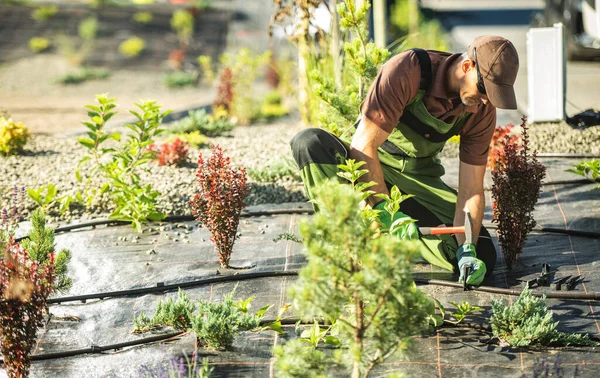 Drip Trickle Irrigation Assembling Performed Professional Caucasian Landscaping Technician His — Foto de Stock