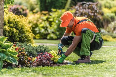 Professional Caucasian Landscaping Gardener in Green-Orange Work Wear Trimming Plants on the Island Garden Bed Using His Gardening Scissors Tool. Garden Maintenance Theme.