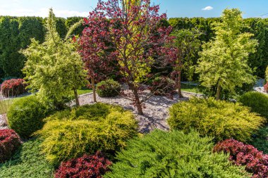 Aerial View of Beautifully Landscaped Garden with Variety of Plants. Large Red Maple Tree in the Middle Surrounded by Thujas, Hornbeam Trees and All Kinds of Shrubs and Bushes. Landscaping Theme.
