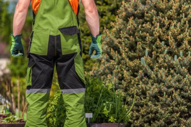Rear View of Male Gardener Wearing Green Gardening Suit and Protective Gloves. Professional Work Wear Theme.