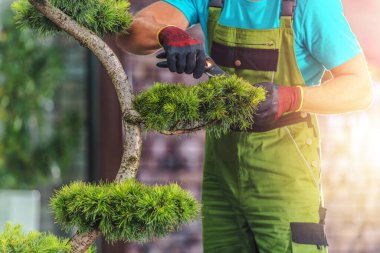 Closeup of Male Gardener Doing a Mid-Summer Trimming of Evergreen Decorative Tree in Landscaped Backyard Garden with Garden Scissors Tool. Seasonal Care and Maintenance Work.