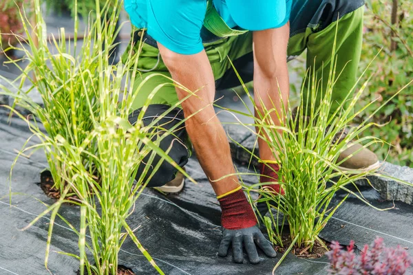 Closeup Gardener Planting Flower Plants Soil Protected Agrotextile Weed Control — Stockfoto