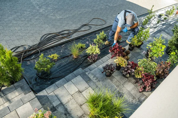 Professional Gardener Landscaper Planting Decorative Trees Plants Driveway Weed Controlled — ストック写真