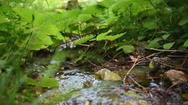 Small Fresh Water Stream River Begins — Stock video