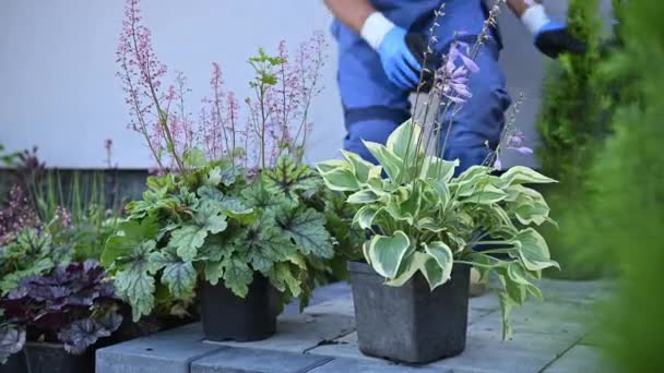 Professional Gardener Selecting Proper Plants Newly Developed Residential Backyard Garden — Wideo stockowe