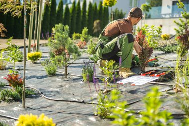 Backyard Garden Drip Irrigation System Installed by Caucasian Garden Technician in His 40s. Modern Landscaping Theme. clipart