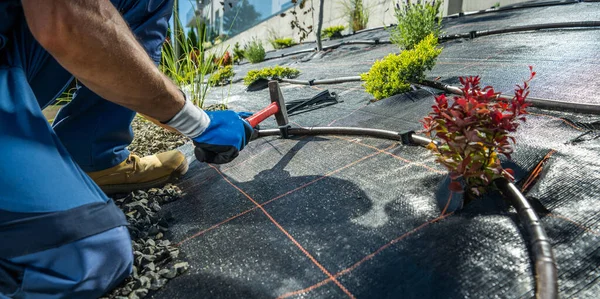 Garden Watering Technologies Specialist Installing Plastic Drip Irrigation Pipeline Between Plants. Backyard Landscaping Theme.