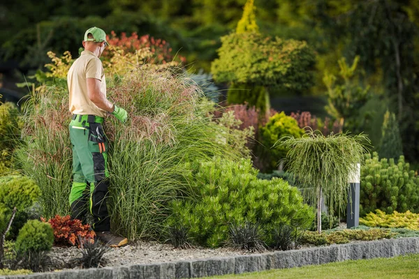 Professional Caucasian Gardener His 40S Performing Backyard Garden Plants Check — Fotografia de Stock