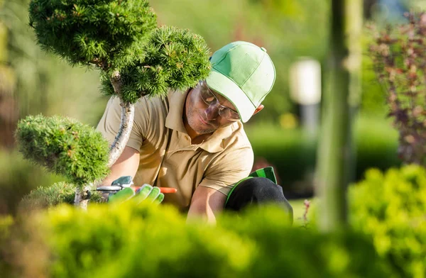 Gardener Garden Shears Secateurs His Hands Trimming Backyard Trees Plants — Stockfoto