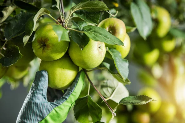 Gardener Checking His Organic Apple Tree Fruits Agriculture Farming Theme — Foto de Stock