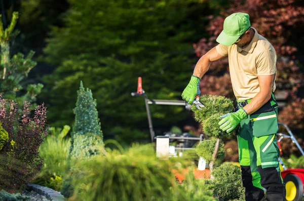 Professional Caucasian Gardener Trimming Garden Decorative Trees Topiary Job — Stock Photo, Image