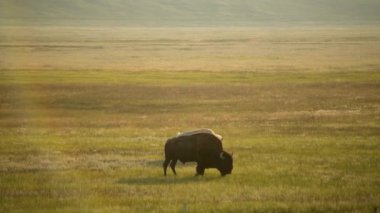 White and Brown American Bison on a Preirie near Antero Reservoir Recreation Area, Colorado, United States of America