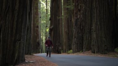 Redwood Ormanı Sırt Çantası. Amerika Birleşik Devletleri 'nin Hilal Şehri yakınlarındaki Antik Kaliforniya Sekoya Ormanı' nı araştıran 40 'lı yaşlarında Kafkas Yürüyüşçüsü..