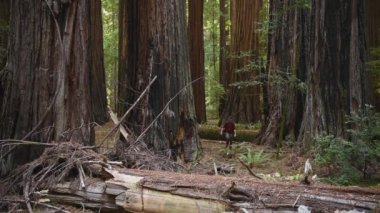 Caucasian Hiker in His 40s with Backpack in the Redwoods National Park. Scenic Ancient Forest.