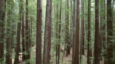 Beautiful Ancient Redwood Forest near Crescent City, California. Aerial Footage