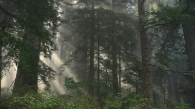 Kuzey Kaliforniya 'da, Amerika Birleşik Devletleri' nde Sunny Antik Redwood Ormanı. Yaşlı Büyüyen Orman Panoramik Fotoğraf.