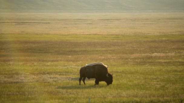 White Brown American Bison Preirie Antero Reservoir Recreation Area Colorado — Vídeos de Stock