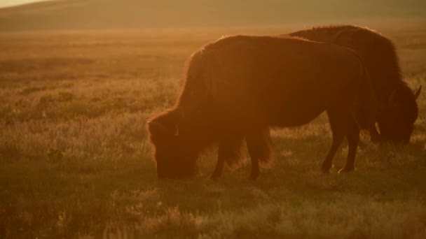Herd Colorado American Bisons Sunset Prairie — Wideo stockowe