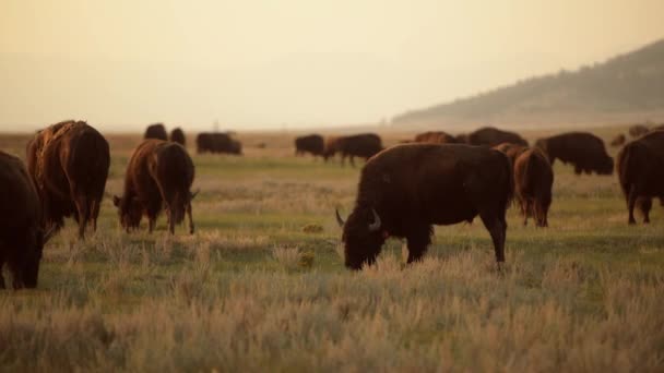 Herd Colorado American Bisons — Wideo stockowe