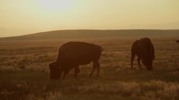 Colorado American Bisons Scenic Prairie Sunset — Stockvideo