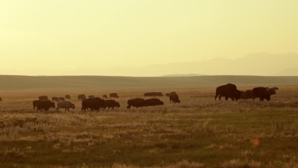 North American Wildlife Colorado Bisons Sunset — Vídeos de Stock
