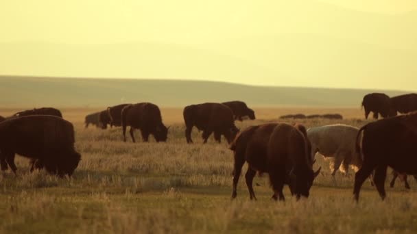 North American Wildlife Herd Colorado Bisons Sunset Slow Motion — Video