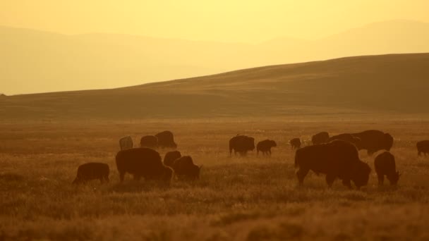 Herd Colorado American Buffalo Sunset Scenery Slow Motion — Stockvideo