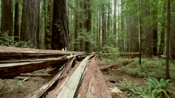 Aerial View Scenic Ancient Redwood Forest State California Usa — Wideo stockowe