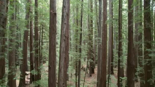 Beautiful Ancient Redwood Forest Crescent City California Aerial Footage — Stok video