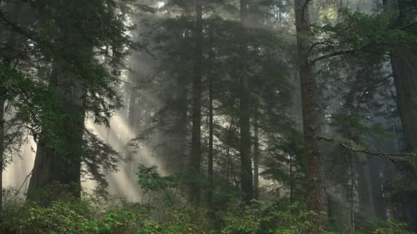Sunny Ancient Redwood Woodland Norte California Estados Unidos América Foto — Vídeo de stock