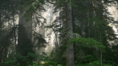 Kaliforniya 'nın Antik Sekoya Ormanı Sabah Kıyı Sisi ile kaplı. Woodland Manzarası. Amerika Birleşik Devletleri.