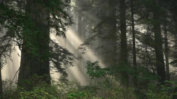 Scenic California Redwood Regenwoud Bedekt Met Morning Fog Boslandschap Close — Stockvideo